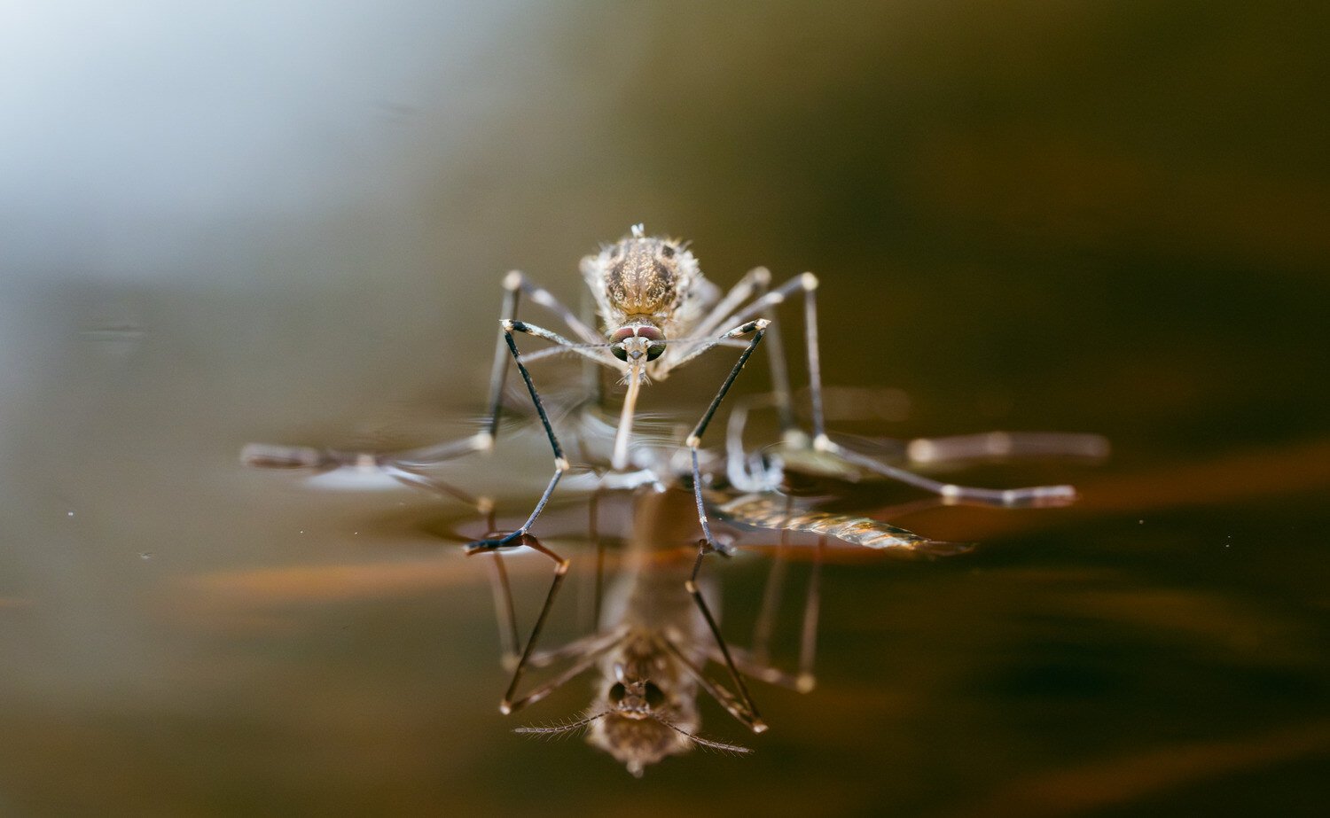 Mosquito Season is Coming: Mosquito Control Tips for Your Yard