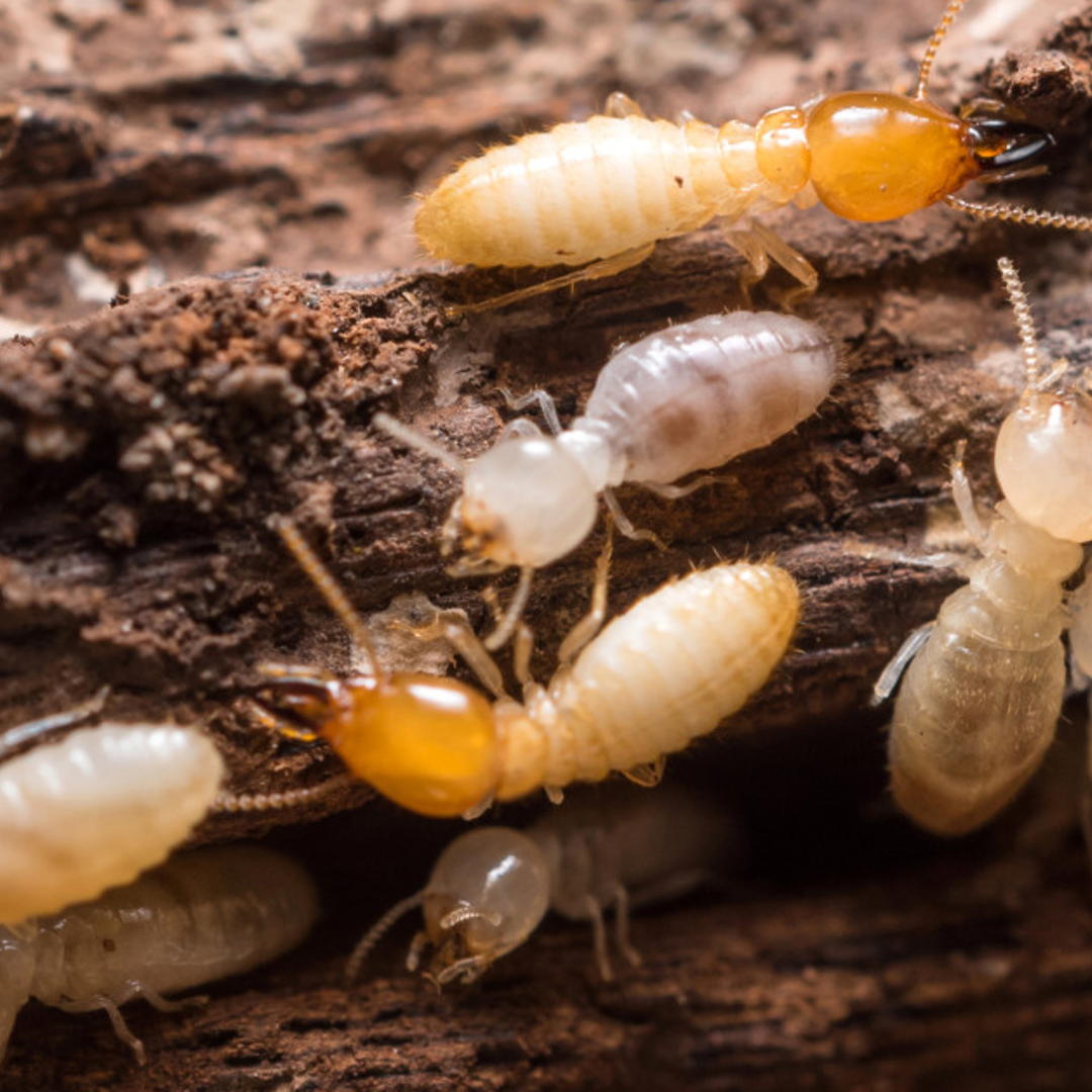 Termite Activity is Up this Spring - Why You Need A Termite Inspection