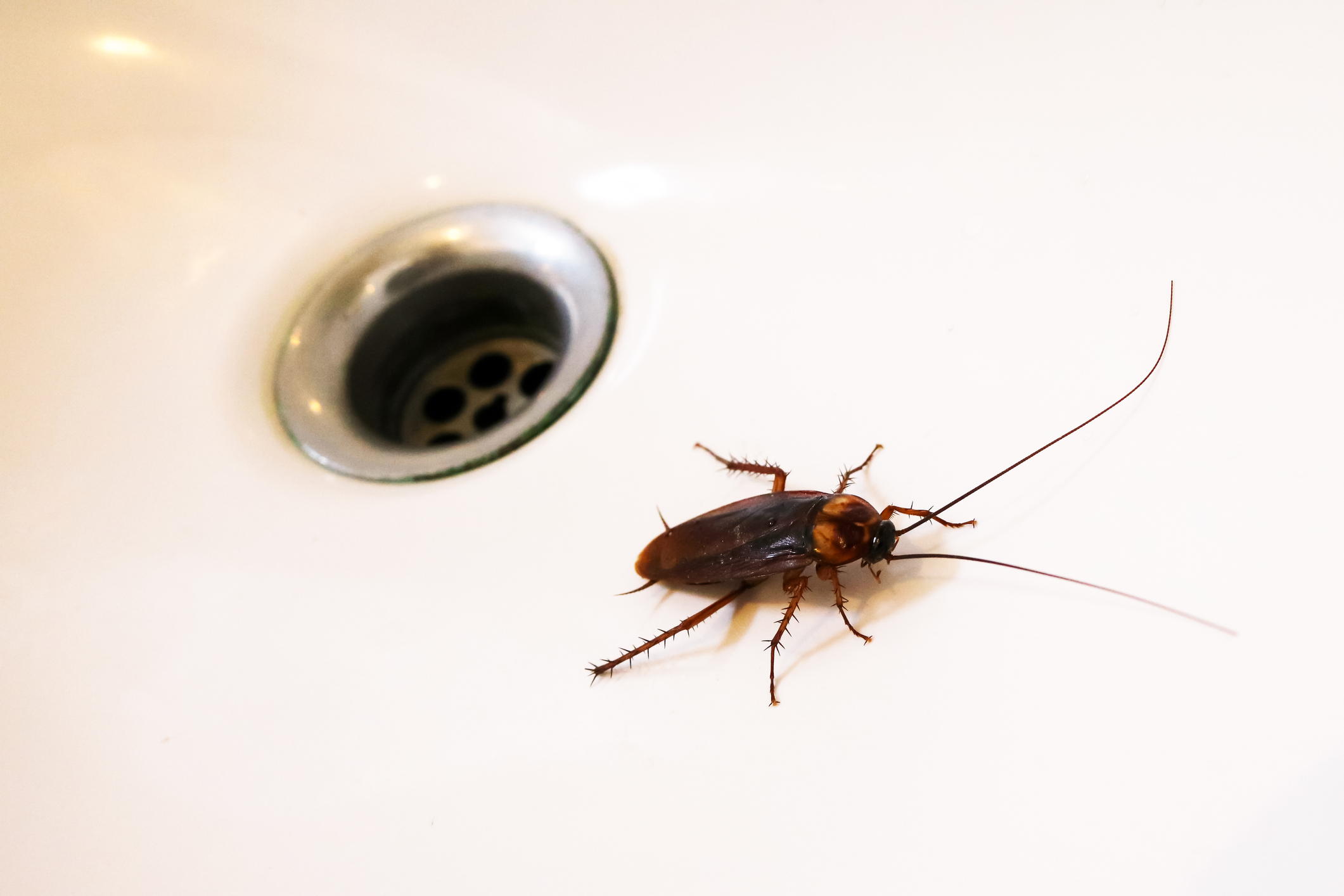 Worried You Need Pest Control for Roaches?