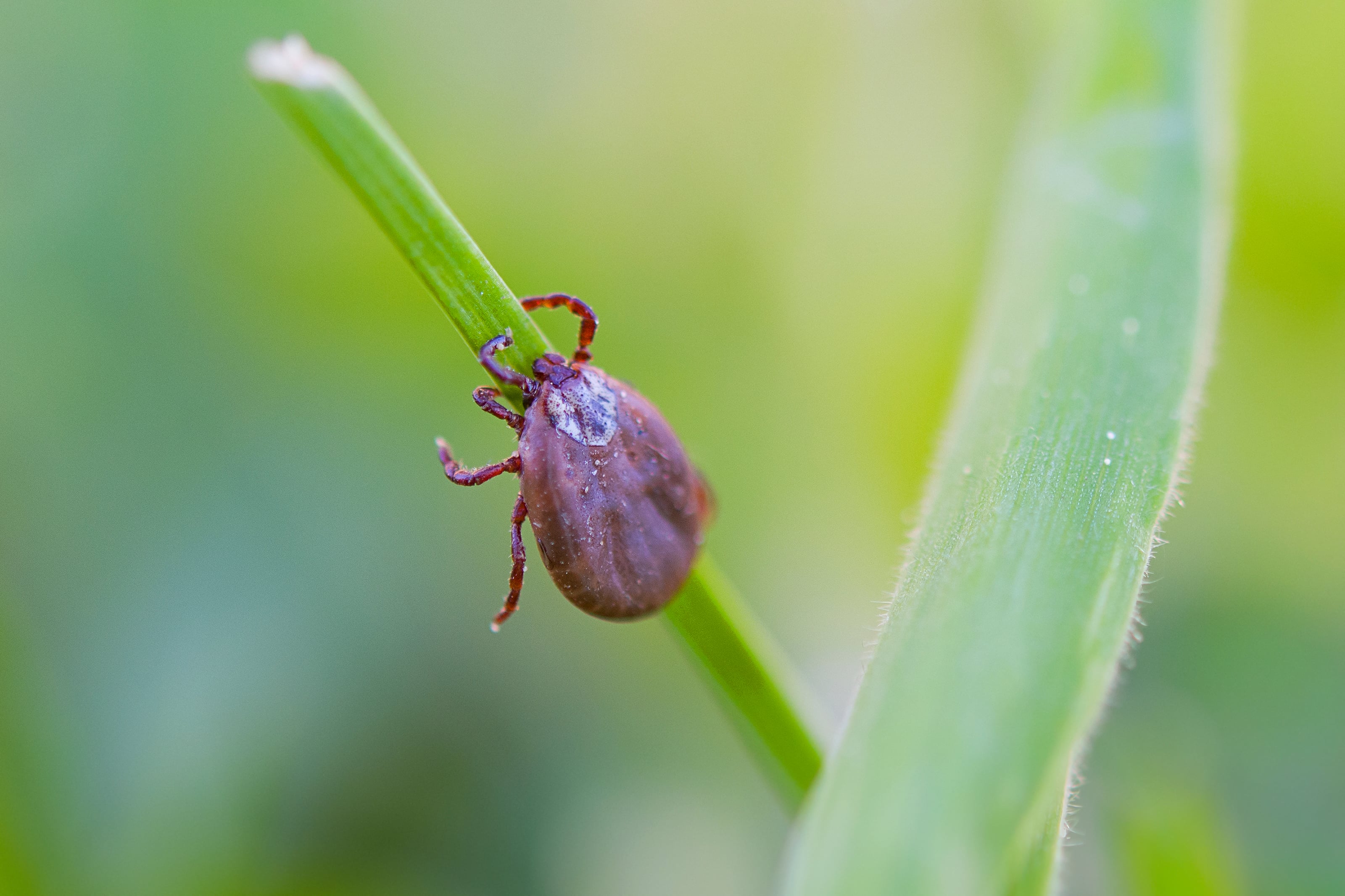 Think Your Pet is Safe from Ticks in the Backyard? Think Again!