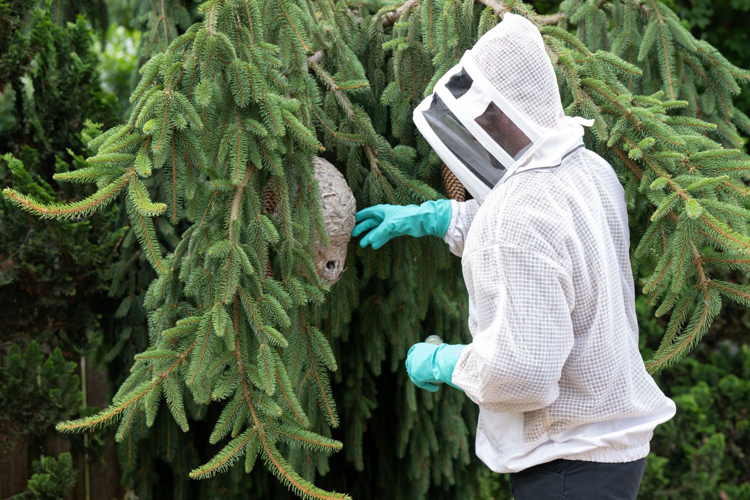 Stinging Insect Removal - What You Need To Know