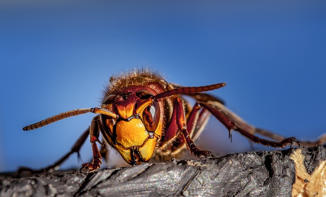 Murder Hornets in the Mid-Atlantic: What You Need to Know