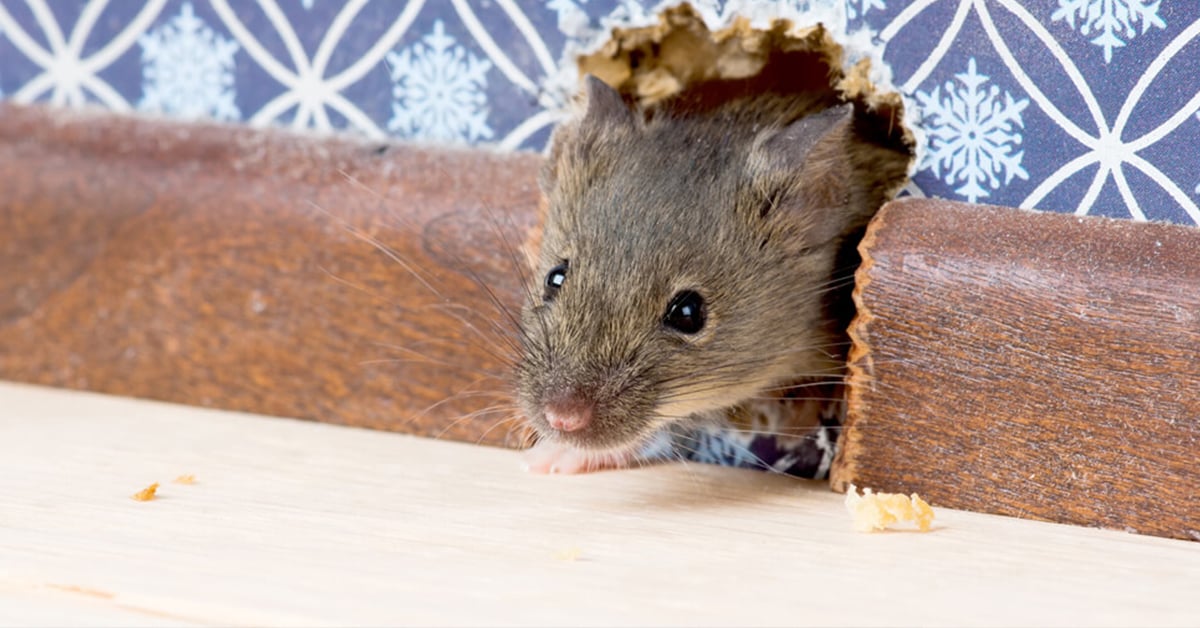 Mouse Infestation Basics: Is It Just One Mouse or a Full-Blown Invasion?