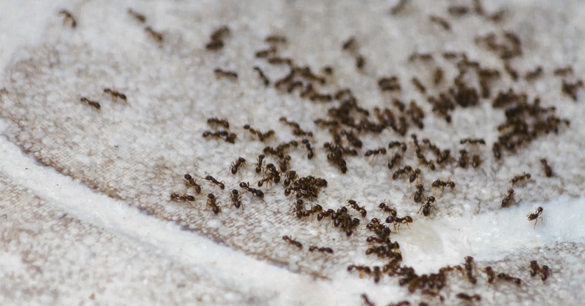 How to Get Rid of Ants in Your Home