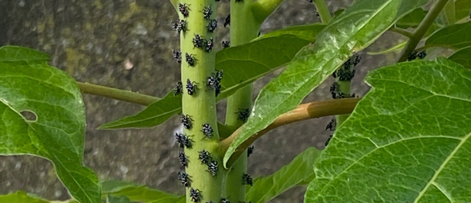 How to Get Rid of Spotted Lanternflies