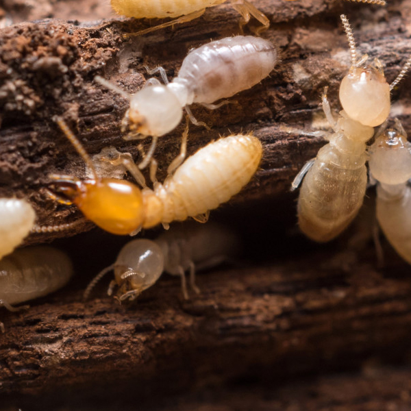 How To Stop a Termite Infestation Quickly