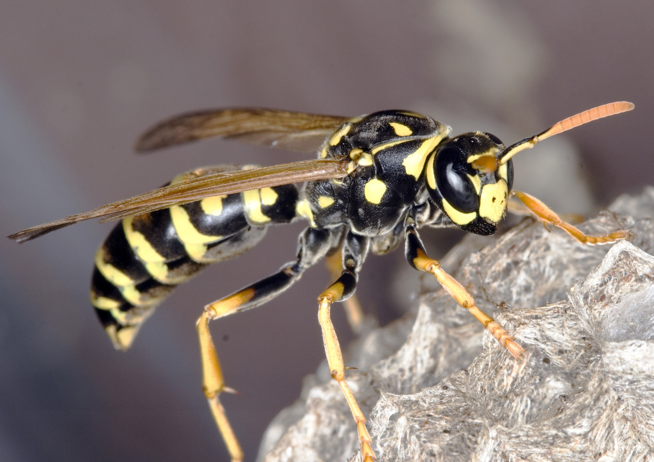 The Ultimate Guide to Effective Wasp Prevention