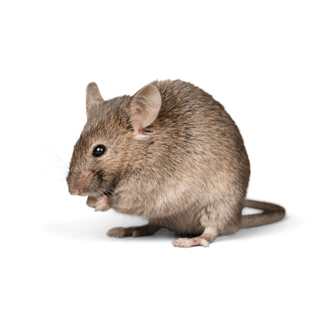 Intellegent Rodent Prevention