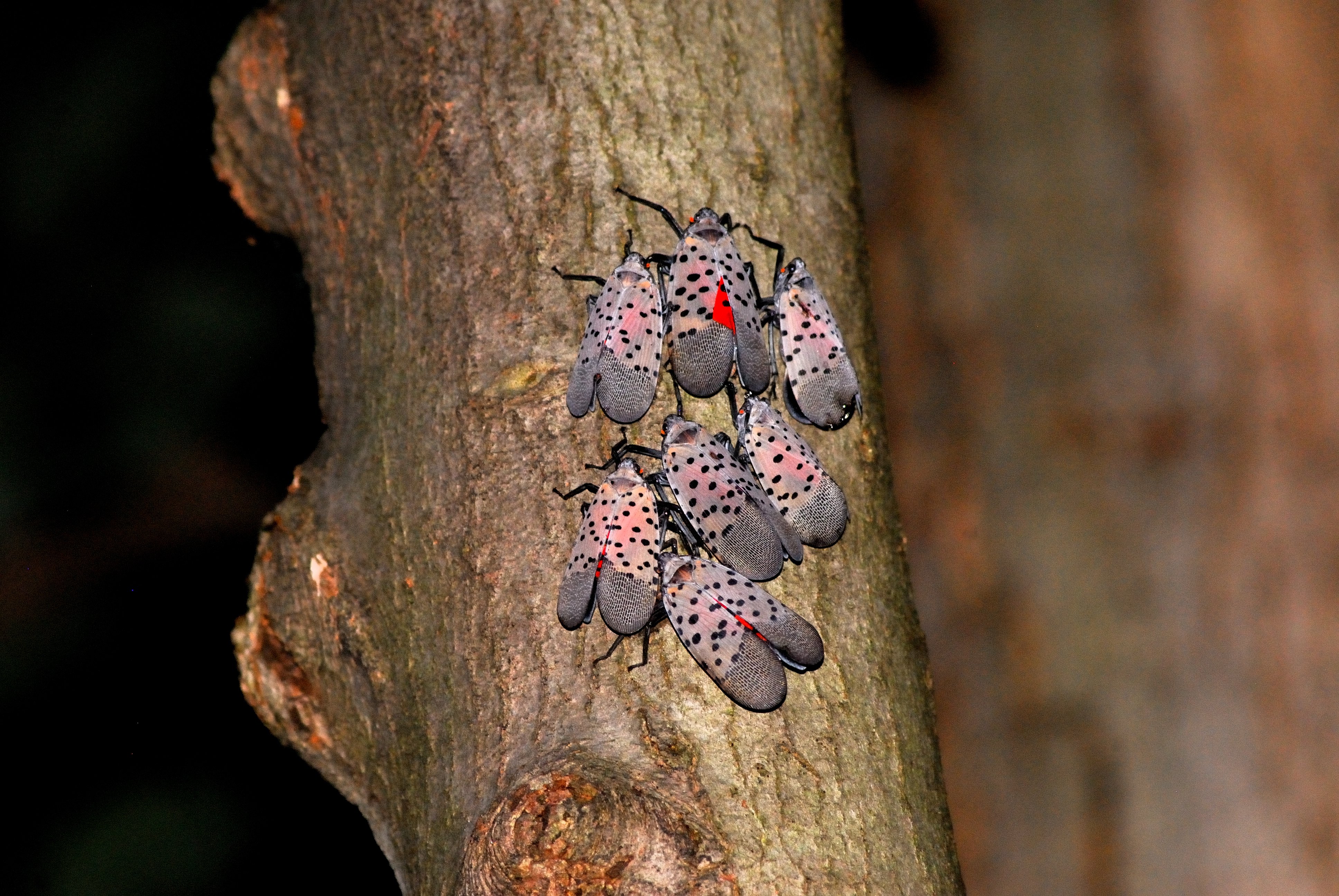 Spotted Lanternfly Control in Delaware