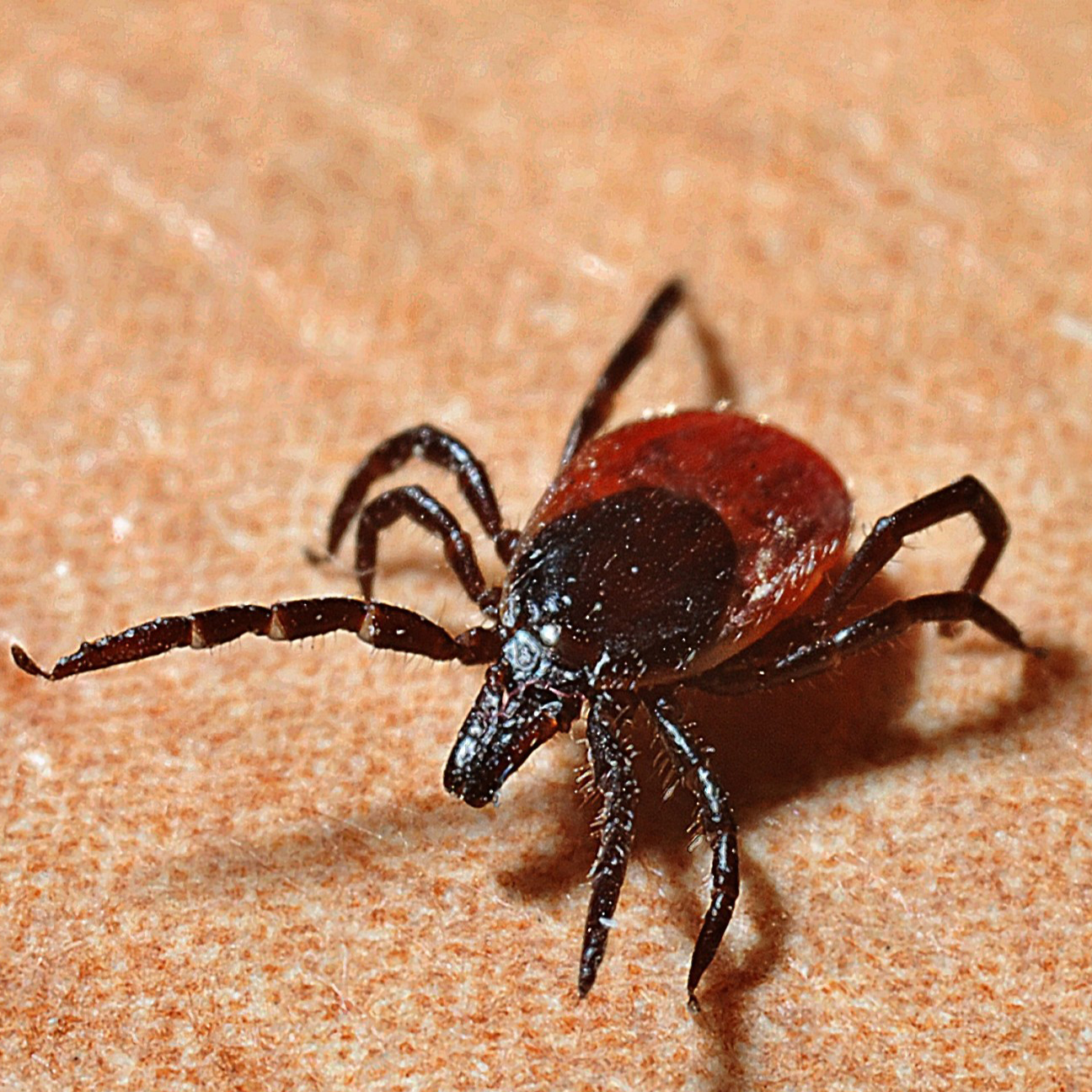 Protecting Yourself from Ticks and Tick Diseases