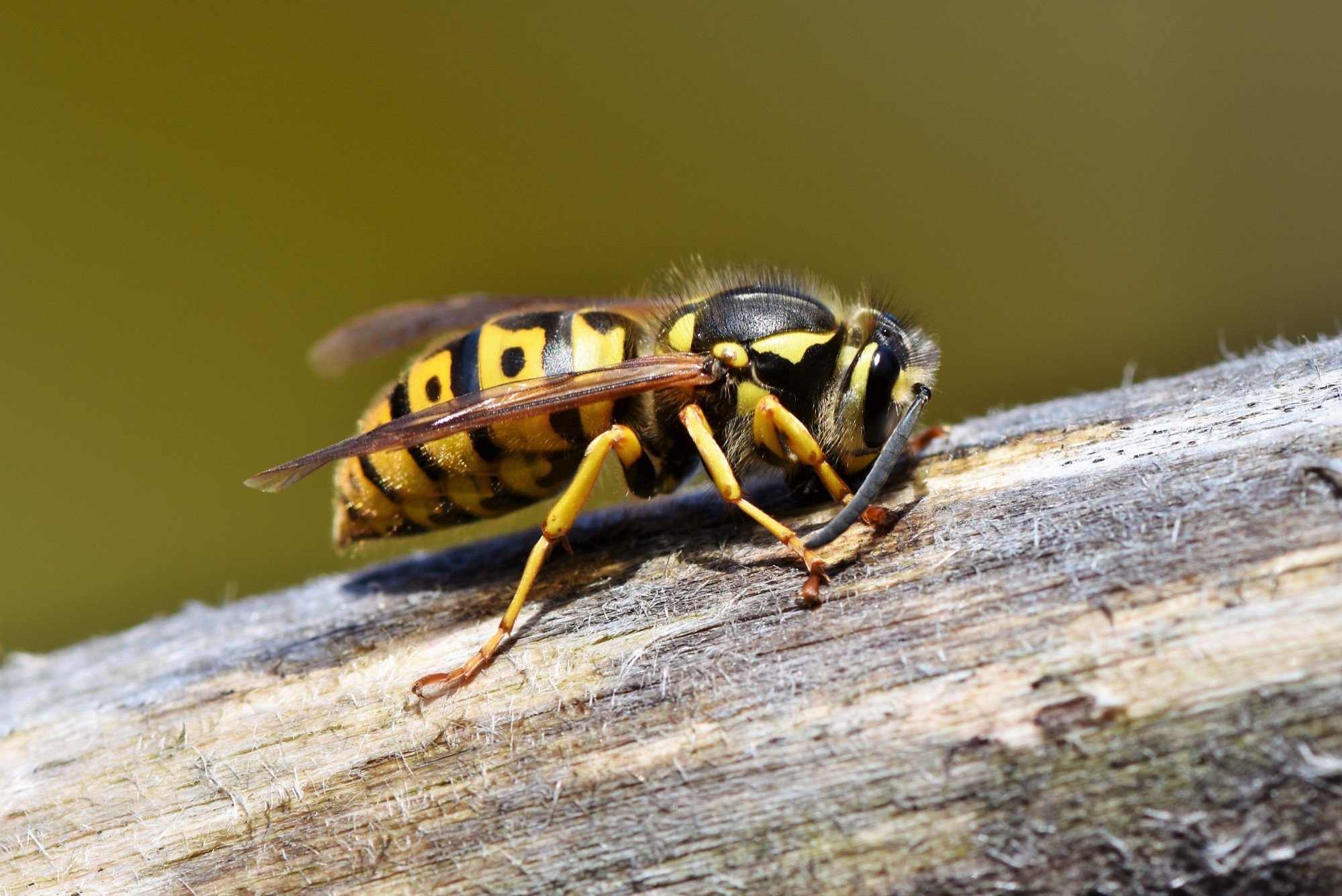 A Guide to Recognizing Your Wasps: Types of Wasps and What You Need to Know About Them