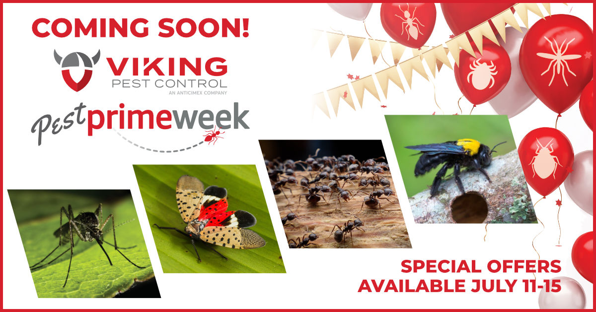VIKING PEST CONTROL OFFERING AWARD-WINNING SERVICE AND SIGNIFICANT SAVINGS DURING OUR 4TH ANNUAL “PEST PRIME WEEK” FROM JULY 11 TO JULY 15