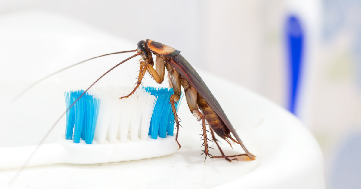 Where do Cockroaches Come From?