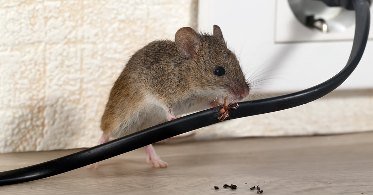 WHY MICE ARE ENTERING YOUR HOME DURING THE SUMMER
