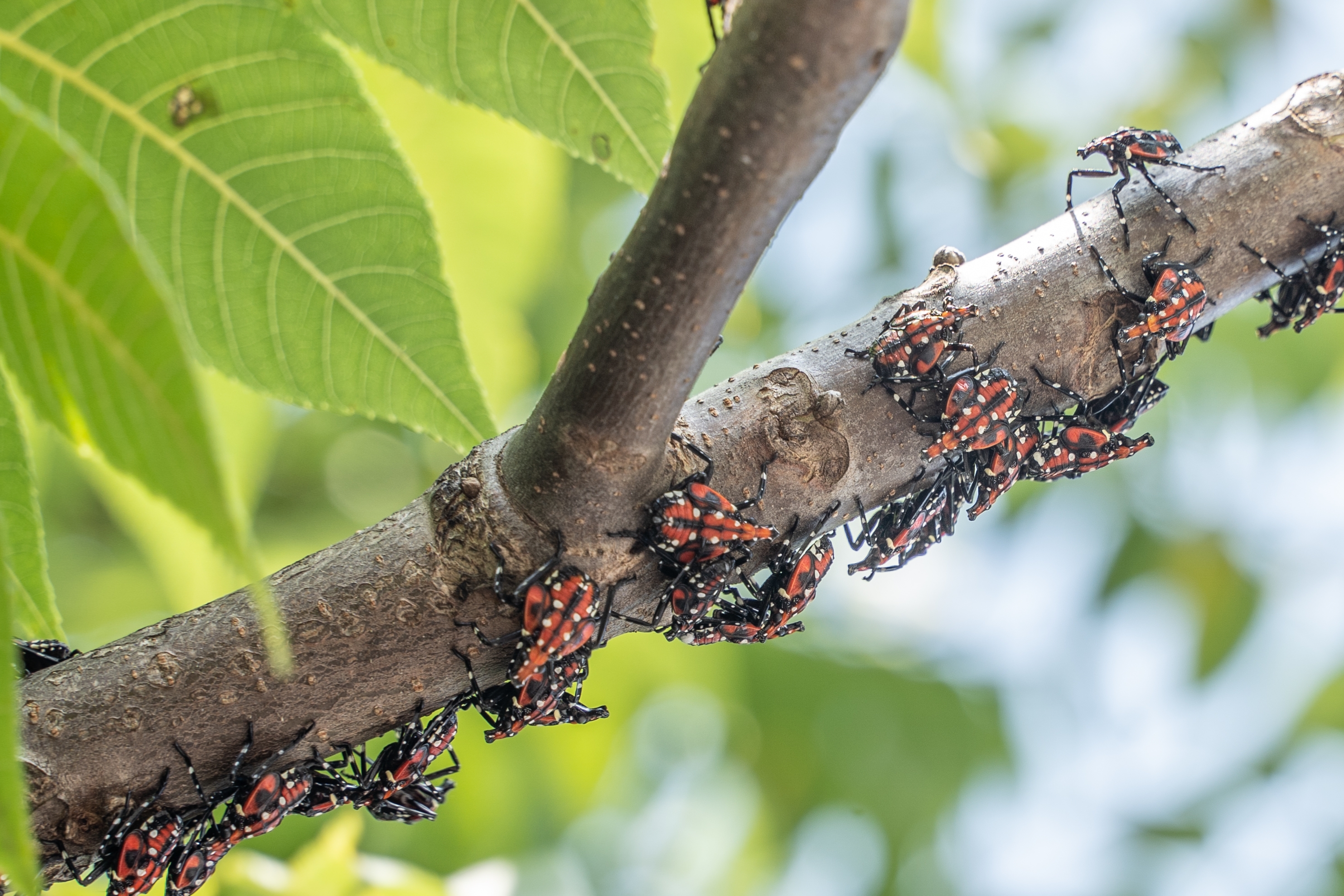 Stopping Spotted Lanternflies Early