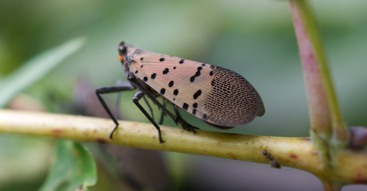NJ’s War Against the Spotted Lanternfly and the Tools to Win It