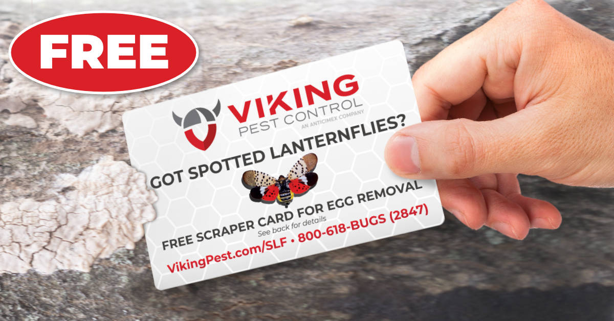 Viking Offers Free Spotted Lanternfly Egg Removal Tool
