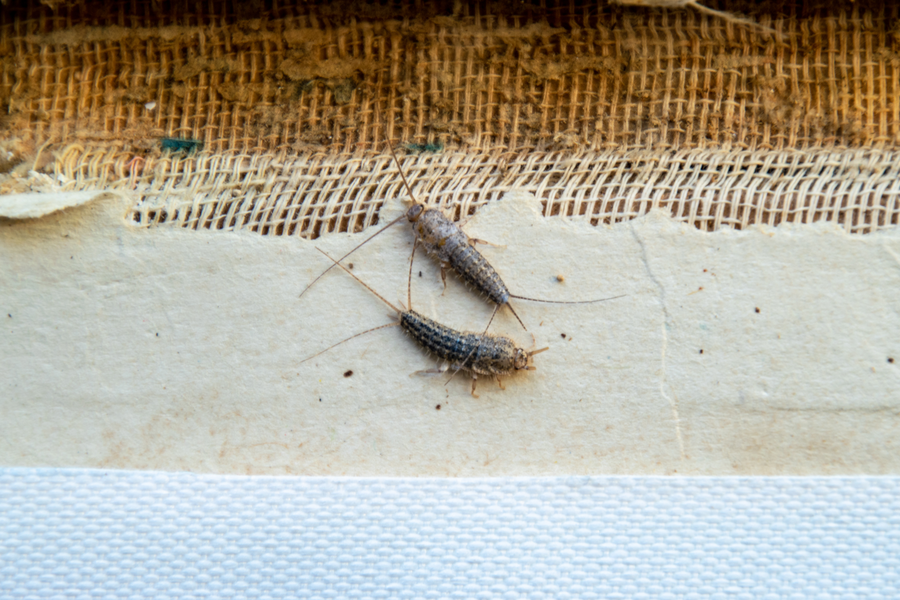 How to Prevent a Silverfish Infestation in Your Home