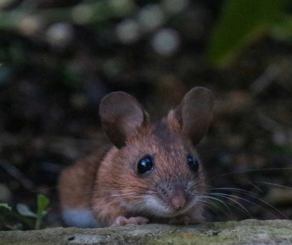 Are Mice Nocturnal?