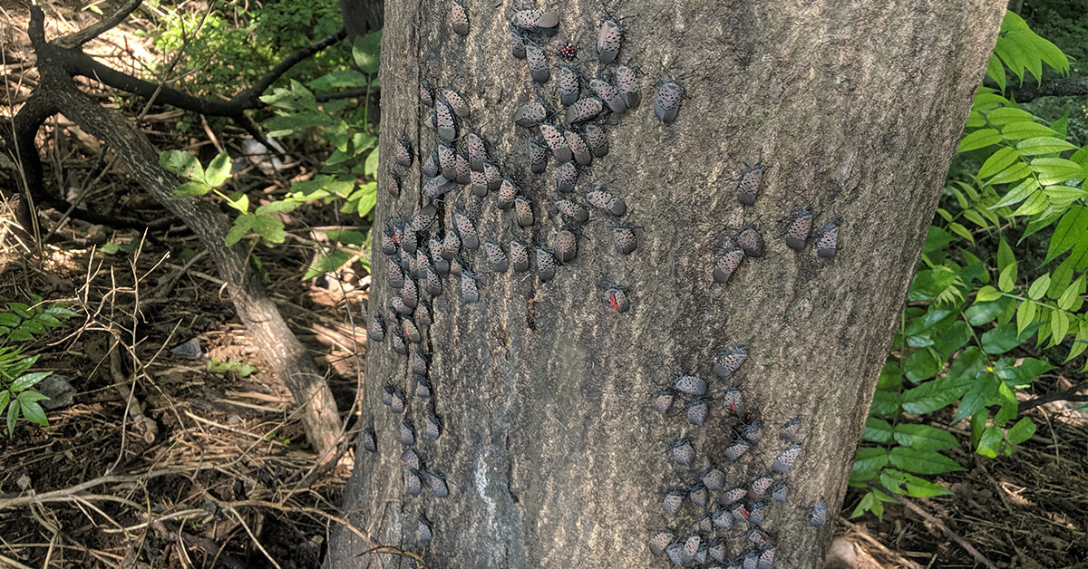 Spotted Lanternfly Treatments for PA Farms