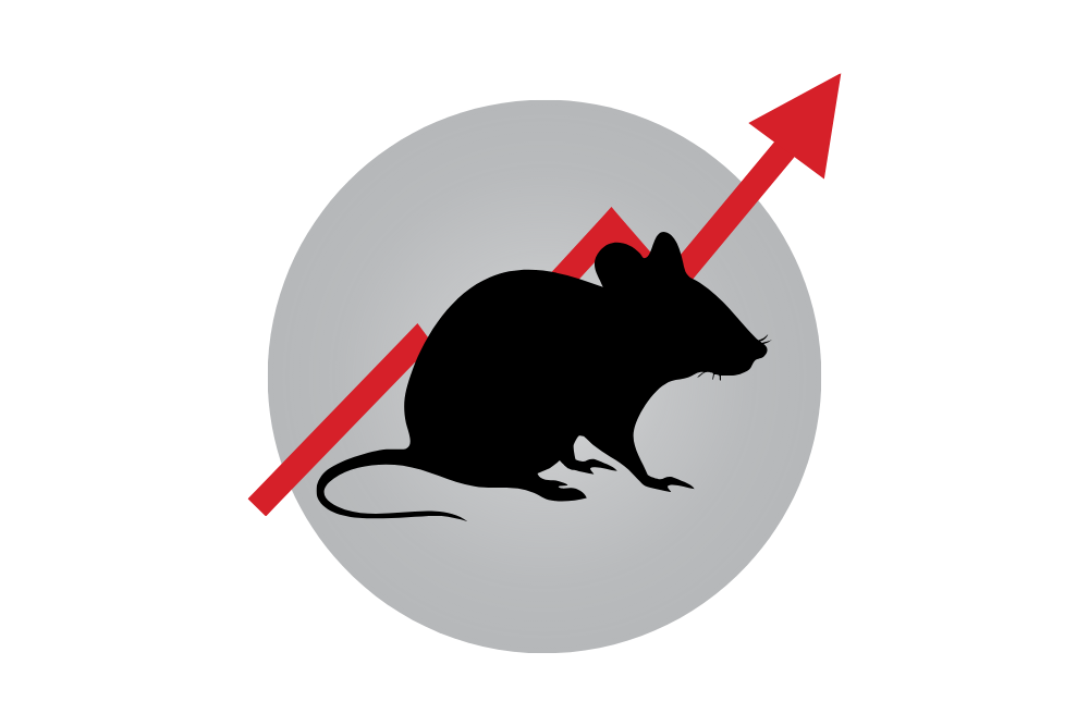 Have a SMART Summer Amid Rising Rodent Activity