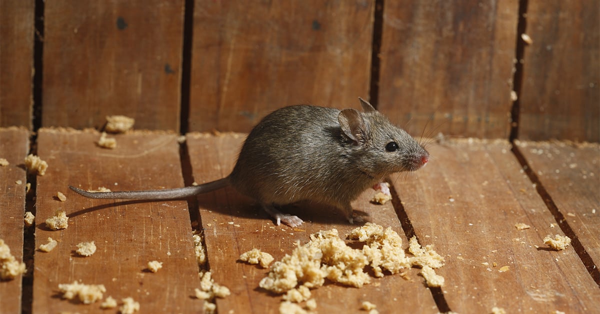 How to Rodent Proof Your House for Spring