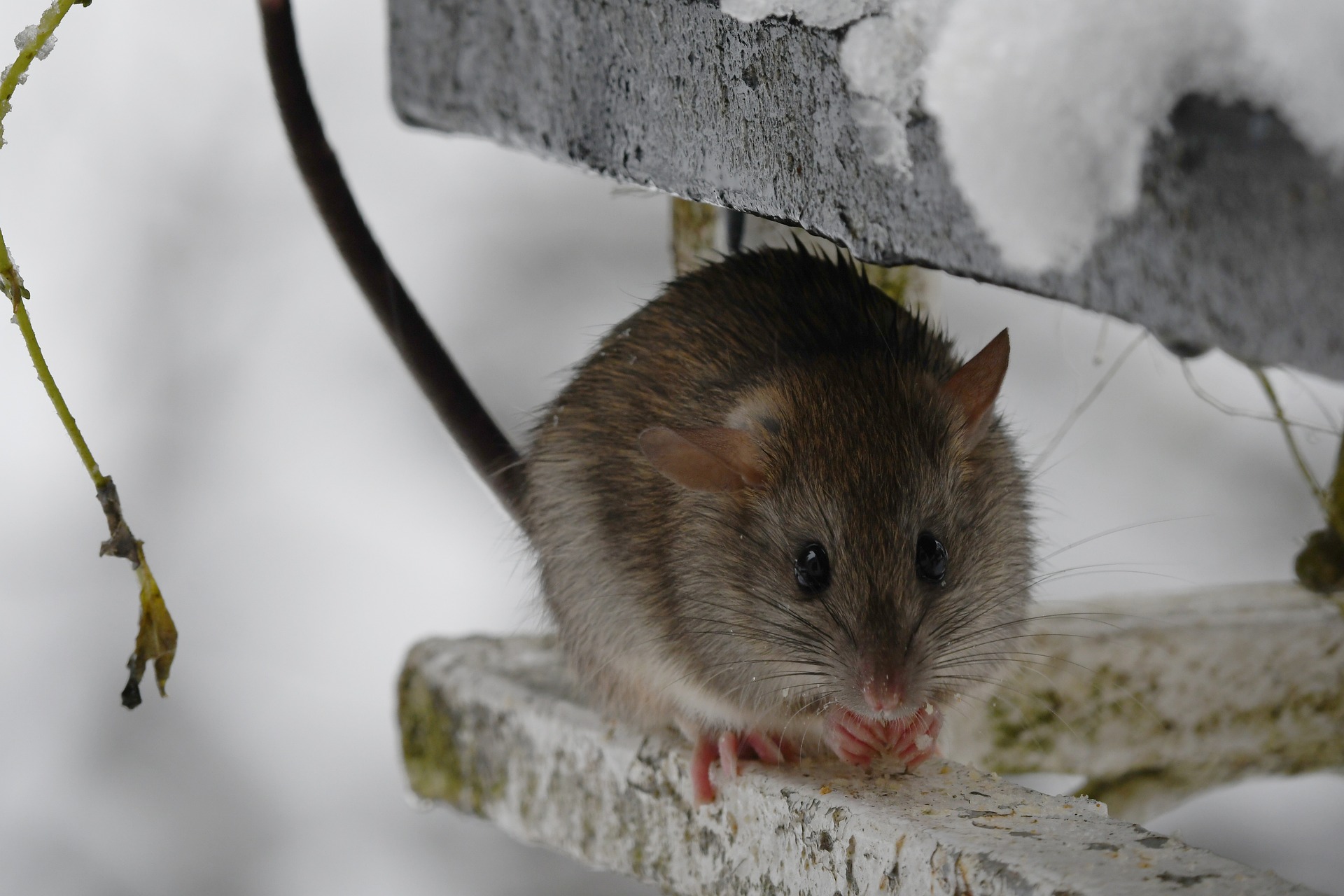 7 Reasons to Continue Pest Control During the Winter