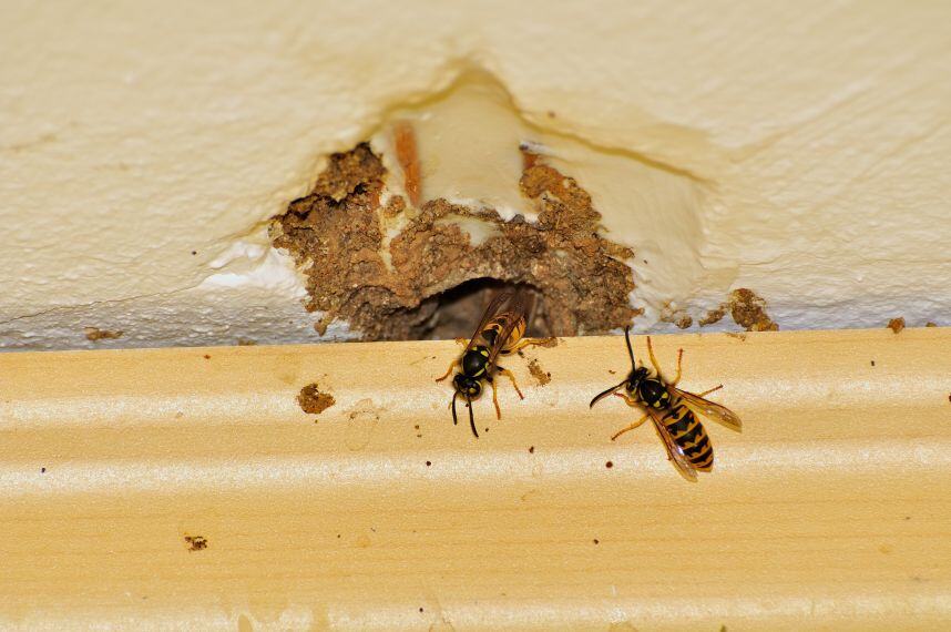 Are Yellow Jackets Nesting In Your Walls This Fall? Preventing Breakthroughs in Somerset County NJ