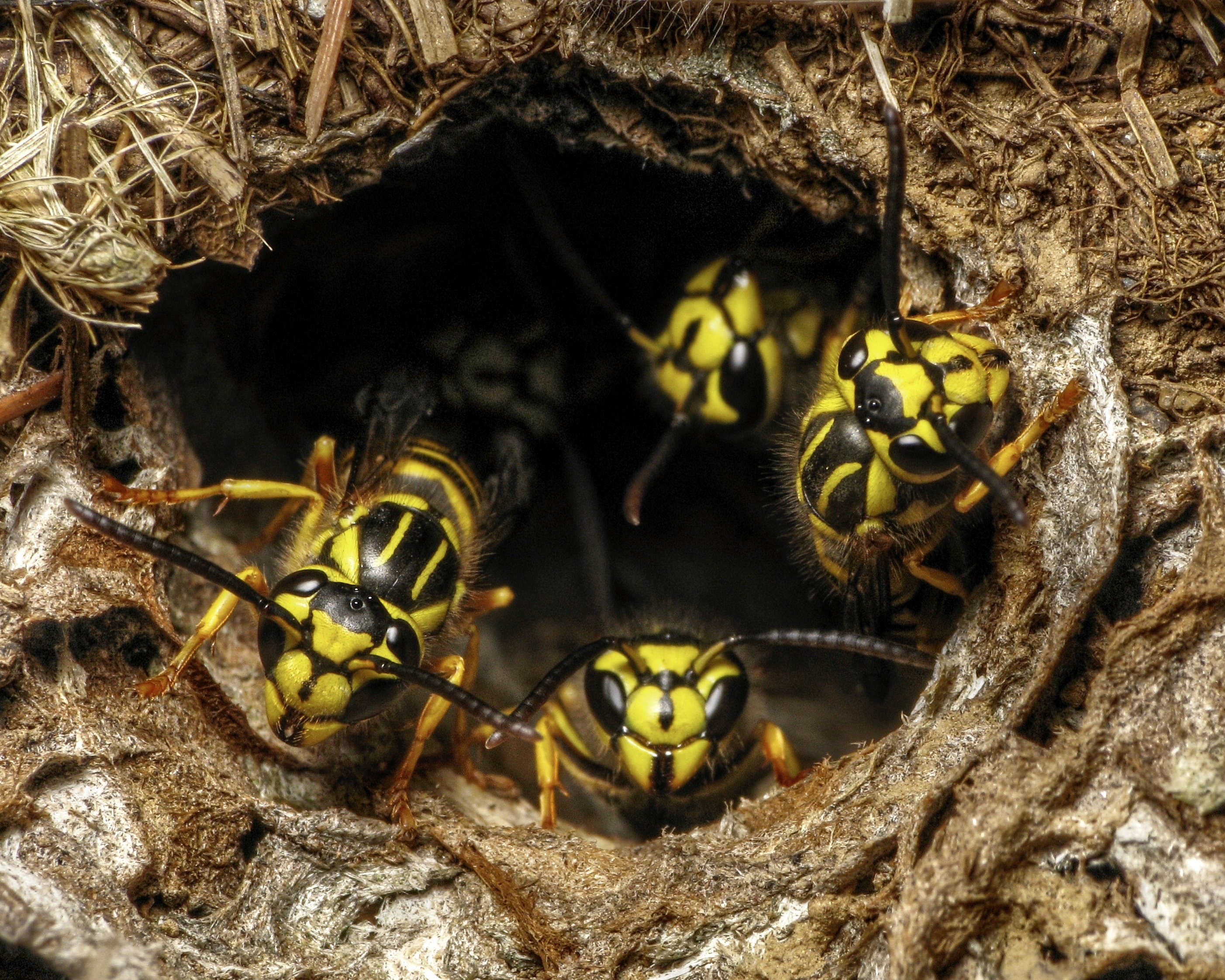 How Bad Is It To Have Yellow Jackets Around My Home?