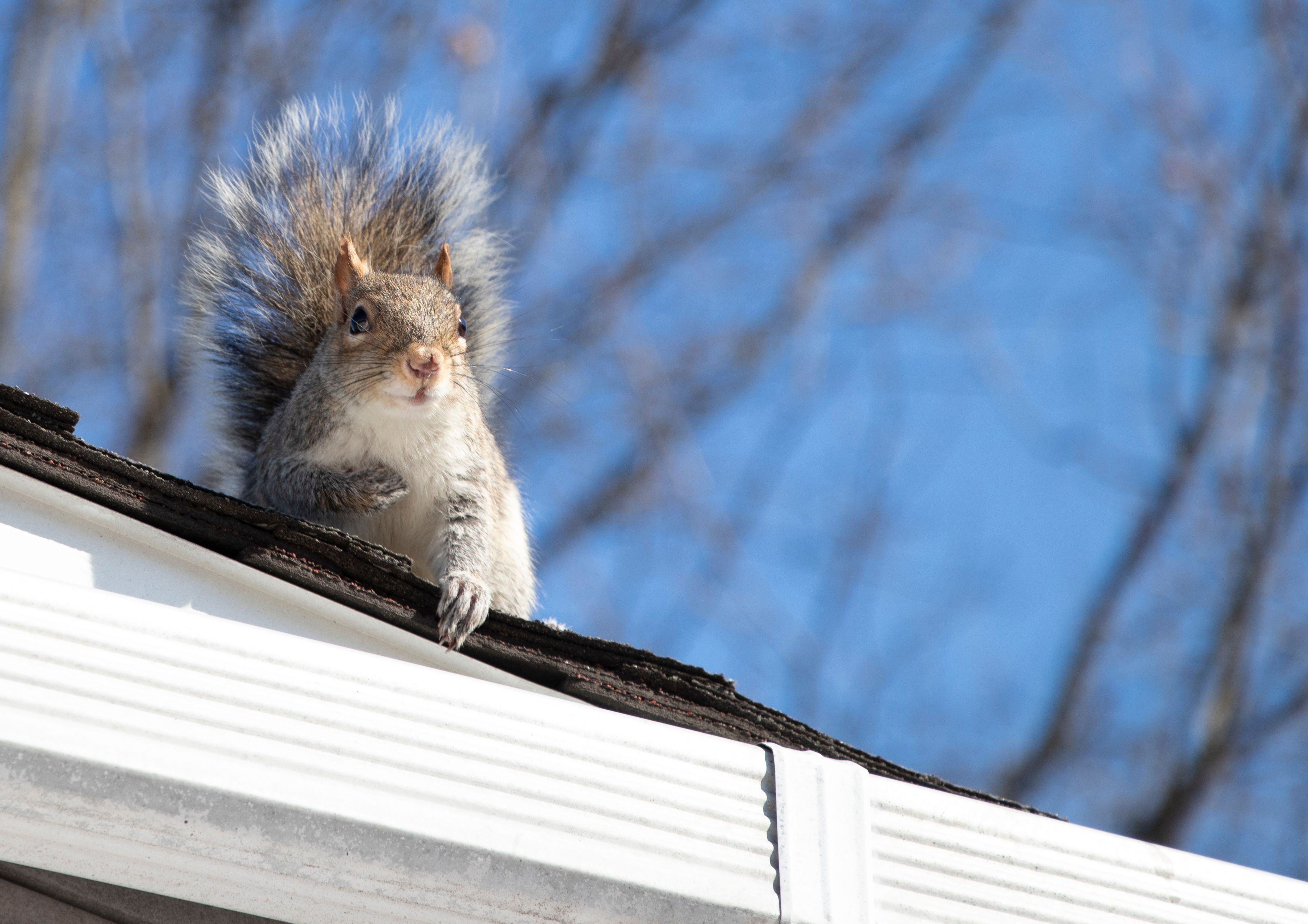 Getting Rid of Squirrels In the Attic