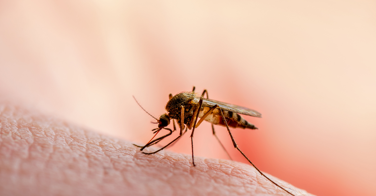 Are Mosquitoes Attracted to Certain Blood Types?