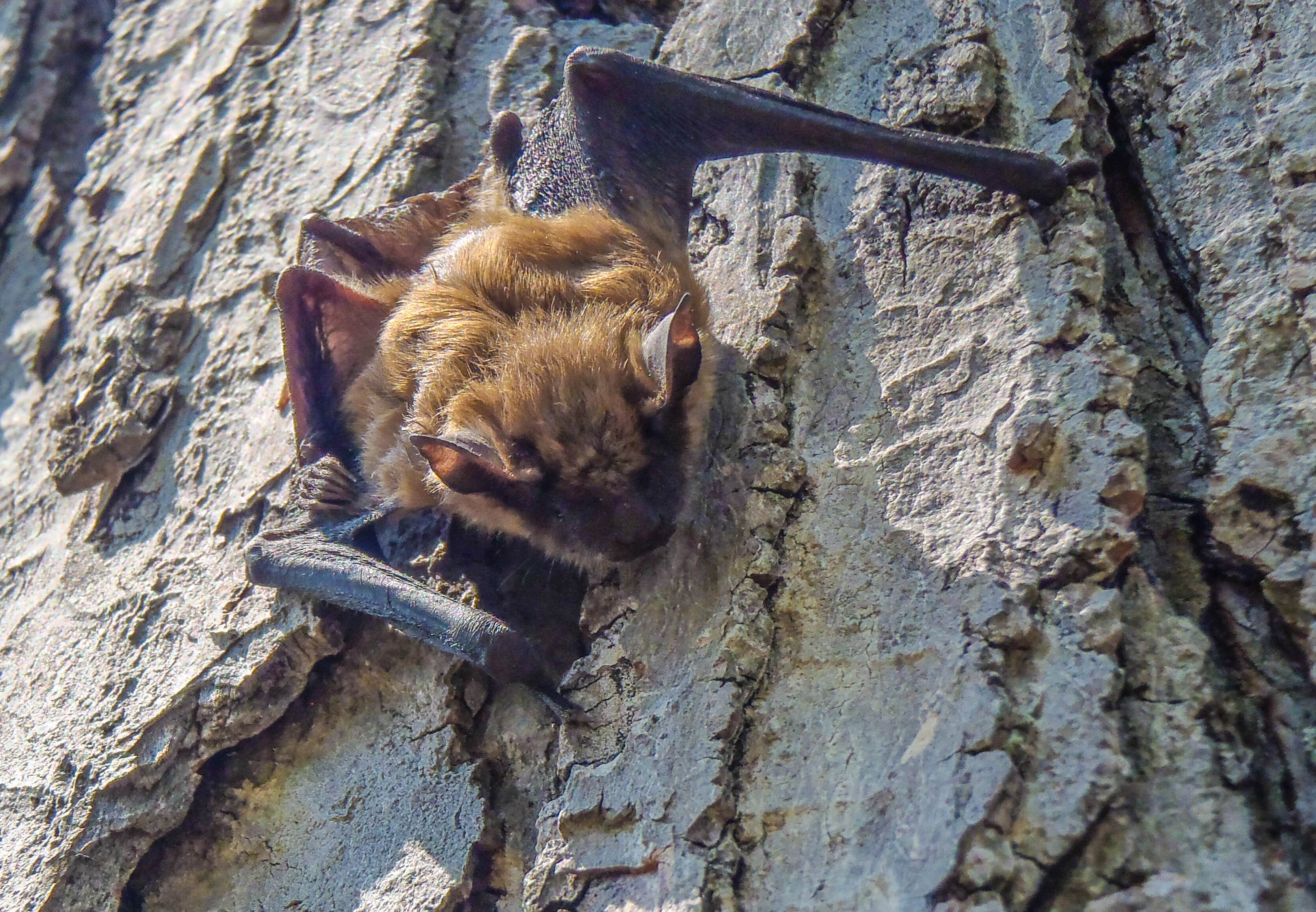 Bat Control: Why You Need Professional Help