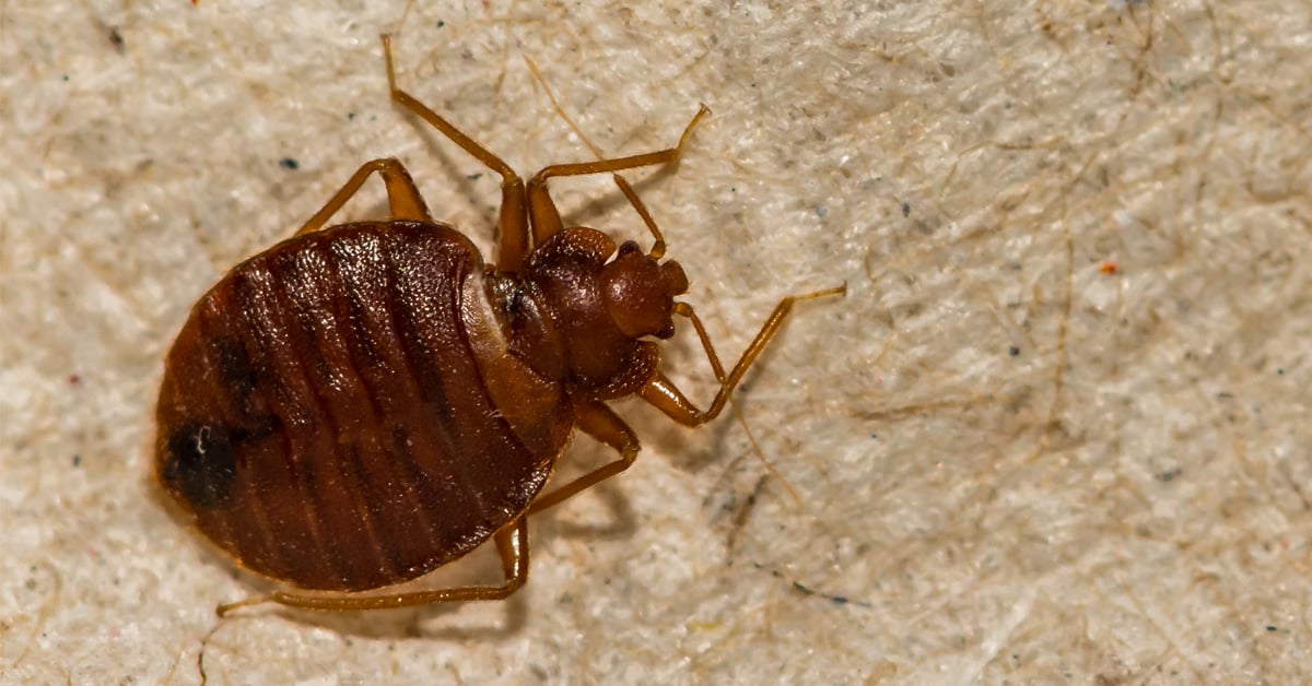 TOP 5 PLACES YOU CAN PICK UP BED BUGS