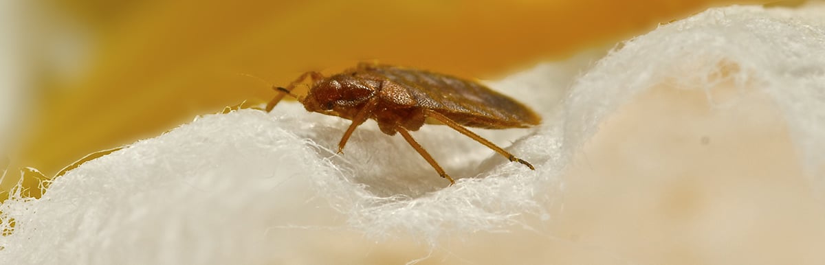 What you Need to Know About Bed Bugs During Covid-19”