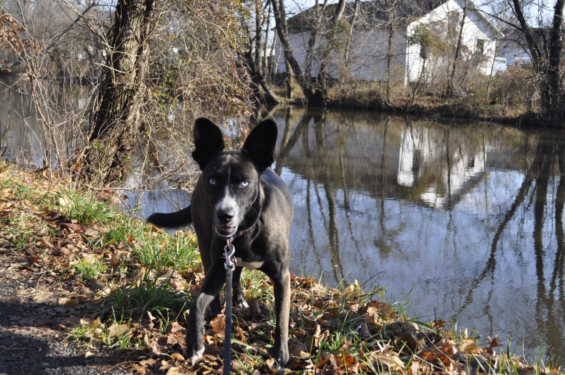Tiny Terrors, Big Problems: Tick Prevention for Pets