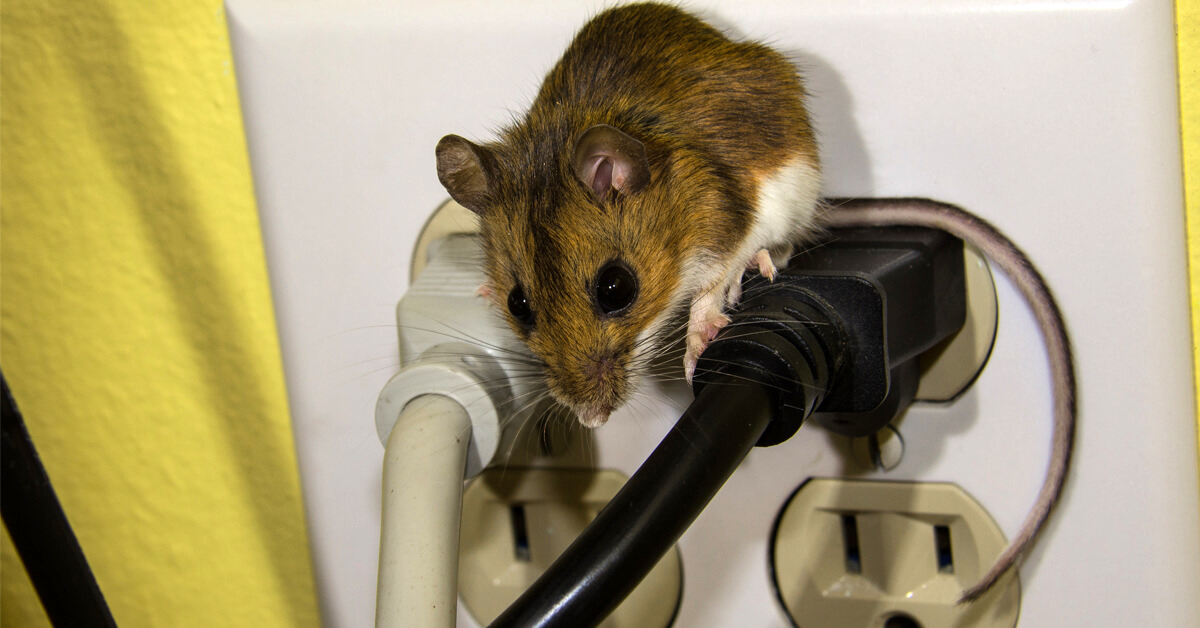 How to Rodent-Proof Your Home This Fall