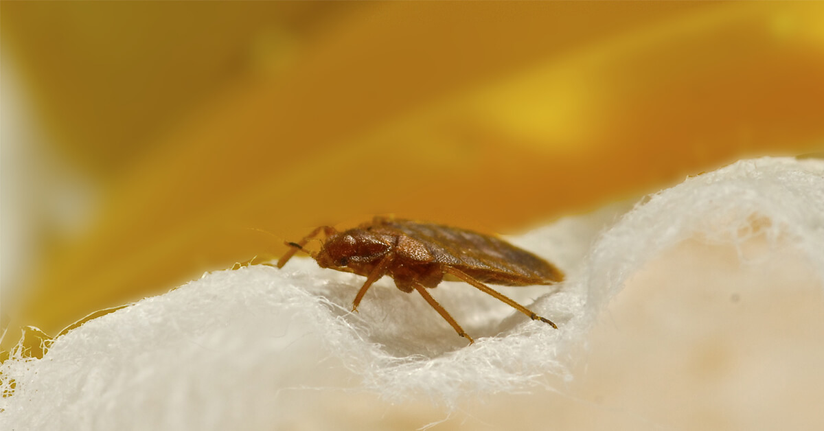 HOW TO SPOT A BED BUG BITE