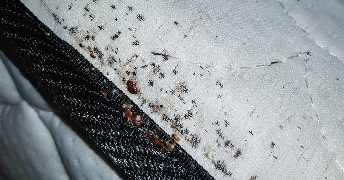 NEW OR USED – BEWARE OF BED BUGS WHENEVER YOU BUY