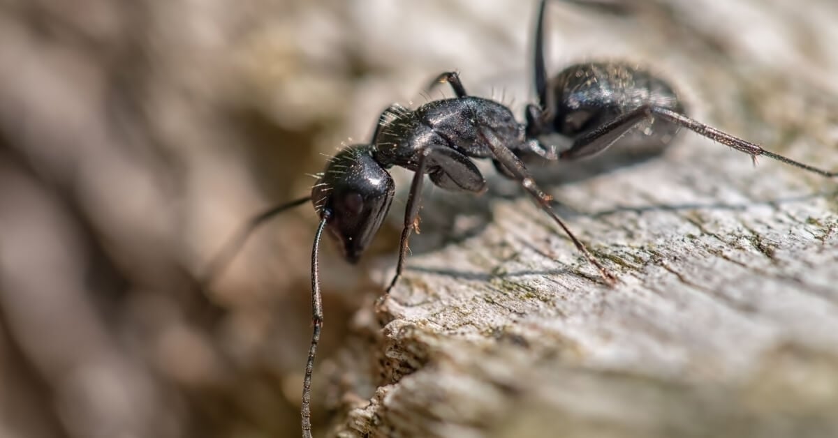 HOW YOU ARE ATTRACTING CARPENTER ANTS TO YOUR HOME