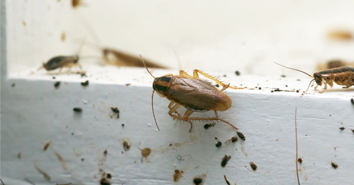 Cockroach On Cabinet 