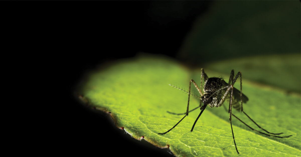 MOSQUITO CONTROL AVAILABLE IN ESSEX COUNTY