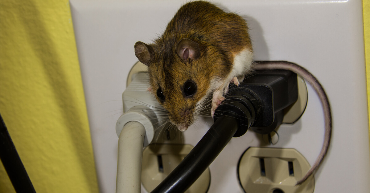 HOW TO KEEP MICE OUT OF YOUR HOUSE