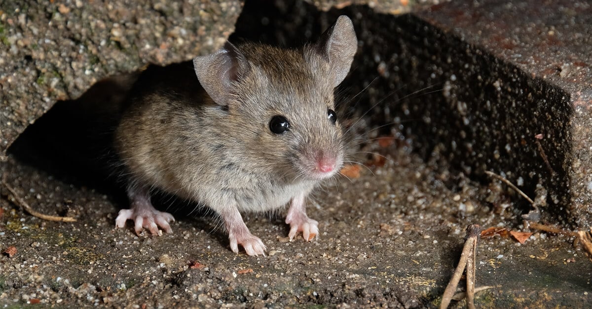 MICE ARE SEEKING SHELTER IN HOMES