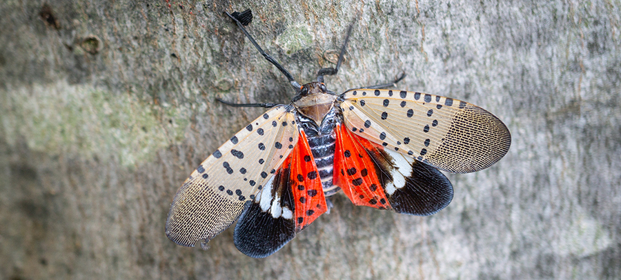 The Spotted Lanternfly is Back: What you Need To Know
