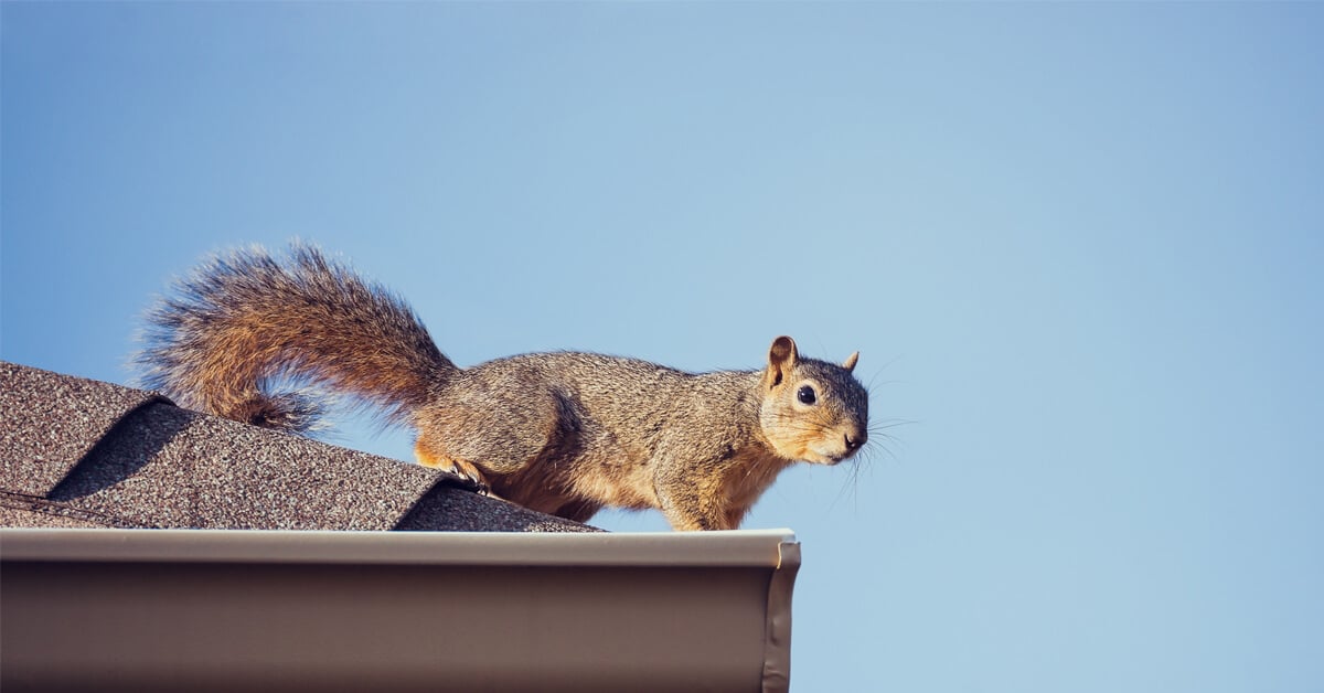 5 REASONS YOU DON’T WANT SQUIRRELS IN YOUR HOME