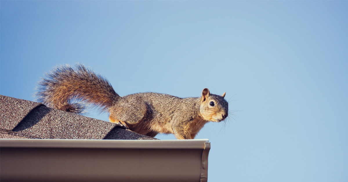 PEST CONTROL EXPERT CAN REMOVE PESKY SQUIRRELS