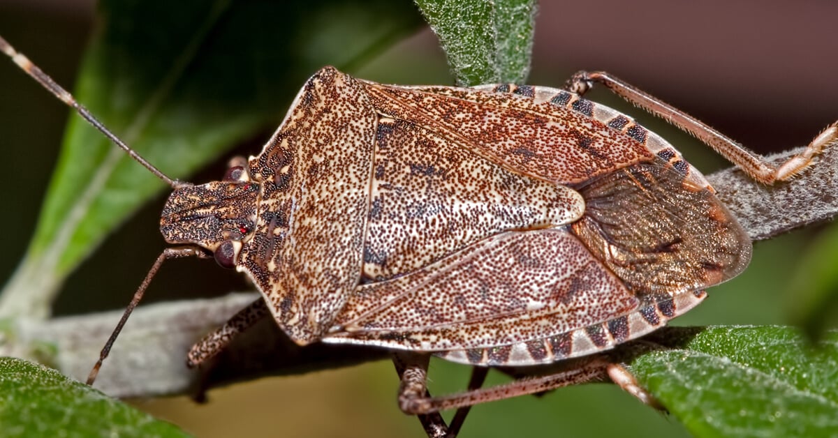 WARM WINTER DAYS WAKE UP STINK BUGS