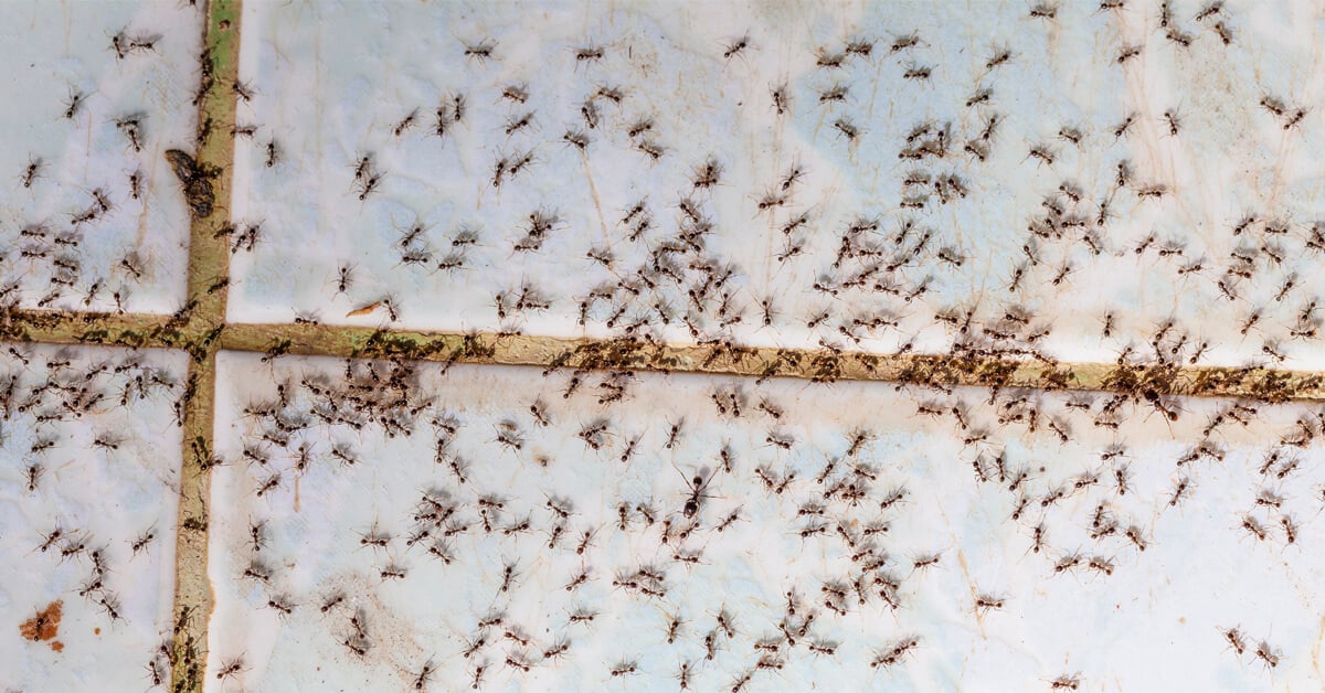 Ants In Your Bath Room Eliminate Them Ants In The Bathroom   Sugar Ants On Tile 