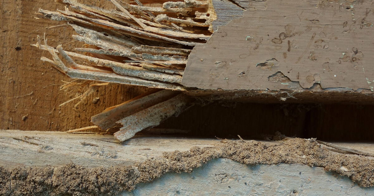 IS YOUR HOME PROTECTED FROM TERMITE DAMAGE?