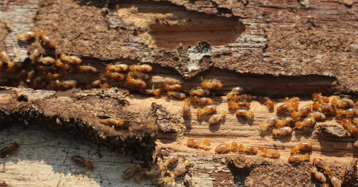 HAVE YOU SPOTTED SWARMING TERMITES